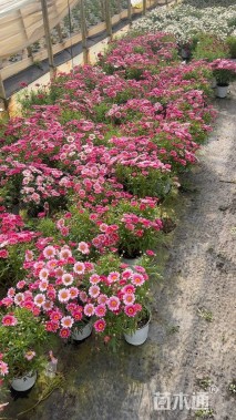 高度20厘米玛格丽特花