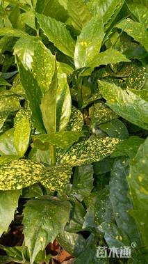 高度30厘米洒金珊瑚