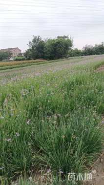 高度35厘米紫娇花