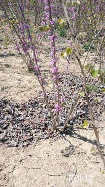 高度150厘米丛生紫荆