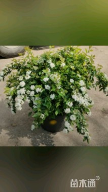 高度80厘米菱叶绣线菊