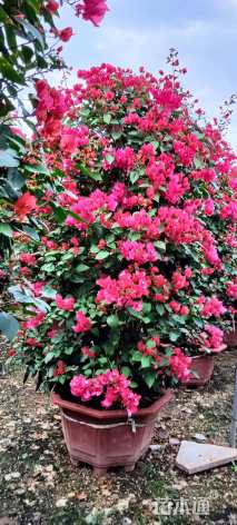 高度140厘米同安红