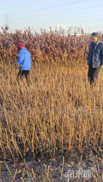 高度70厘米密枝红叶李