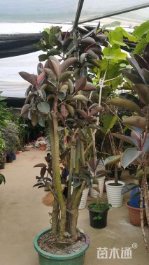 高度60厘米黑金刚橡皮树