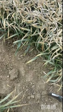 高度20厘米金边麦冬