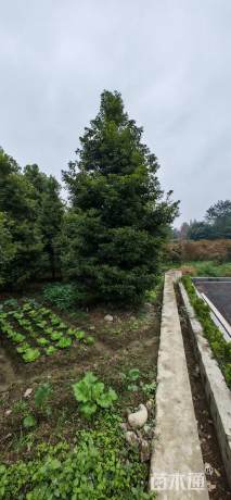 10公分金丝楠木