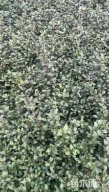 高度20厘米六月雪