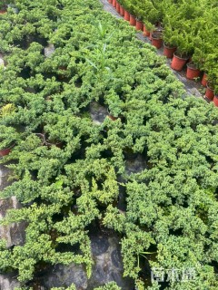 高度12厘米柏树