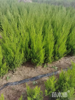 高度120厘米塔柏