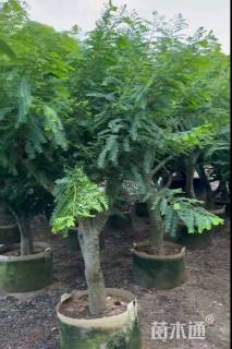 油甘（甜油甘包生果）