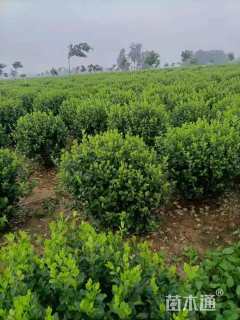 高度30厘米瓜子黄杨