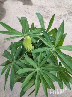 玉扇豆