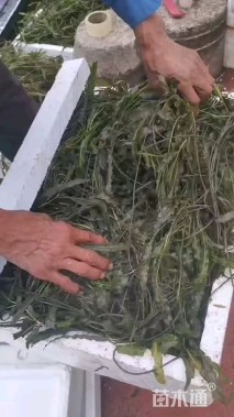 高度30厘米竹叶眼子菜