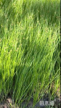 高度65厘米藨草