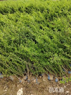 高度50厘米水蜡