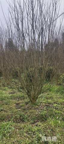 高度400厘米丛生紫薇