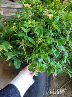 40厘米多花百日菊