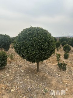 冠幅200厘米大叶黄杨球