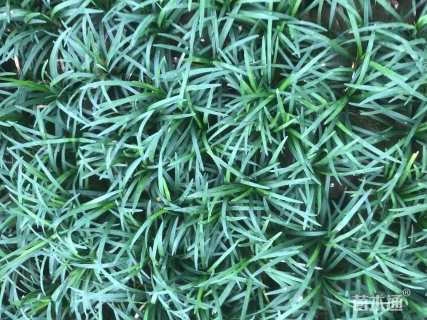 高度10厘米玉龙草