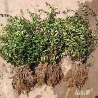 60厘米小叶扶芳藤
