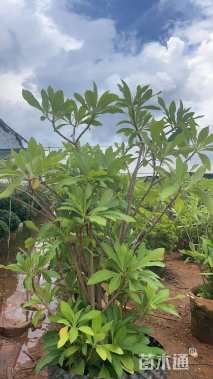 高度130厘米结香