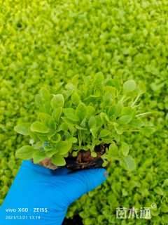 高度20厘米毛地黄