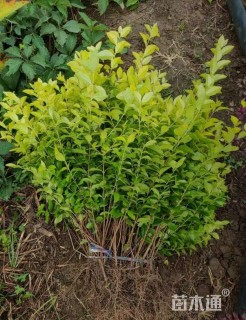 高度30厘米金叶女贞