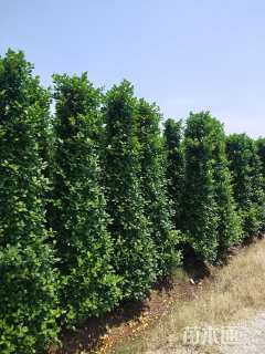 高度300厘米火山榕