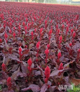 高度50厘米火炬