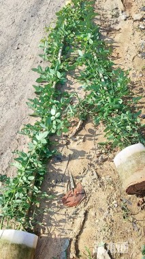 150厘米藤本月季