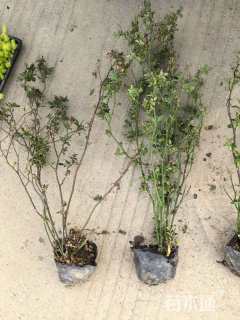 高度30厘米丰花月季