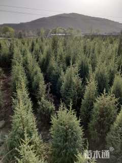 高度120厘米祁连圆柏