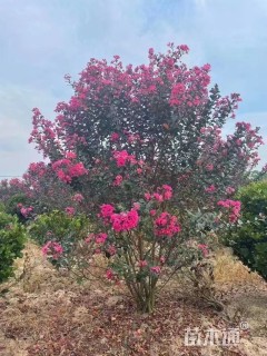 10公分红火箭紫薇