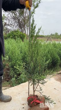 高度180厘米河南桧