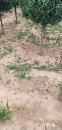 高度1.5厘米塔柏