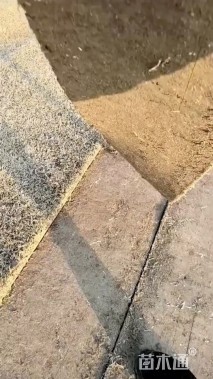 草卷状百慕大草