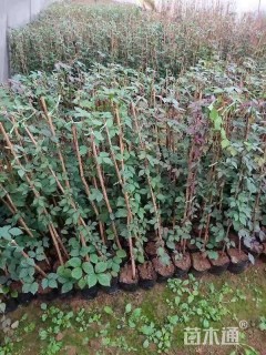 35厘米爬山虎