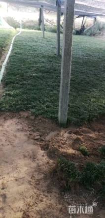 高度10厘米玉龙草