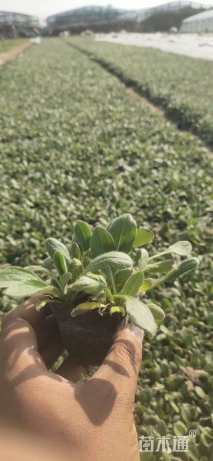 高度25厘米黑心菊