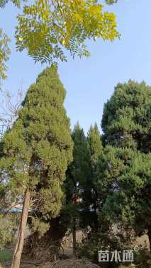 高度700厘米松柏