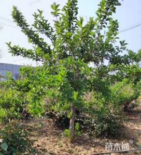 高度200厘米五彩锦带