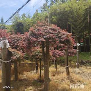 高度350厘米羽毛枫