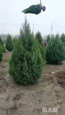 高度200厘米桧柏