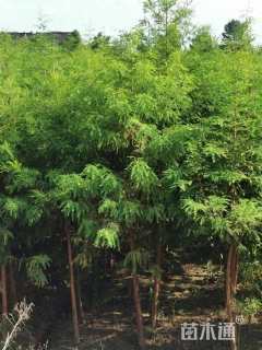 北美落羽杉