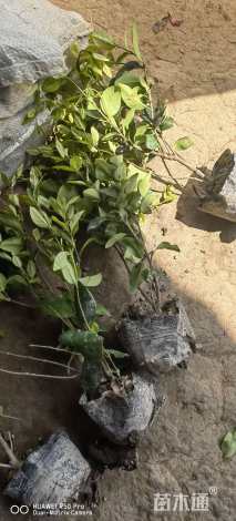 高度45厘米金森女贞