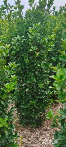 高度200厘米大叶黄杨柱