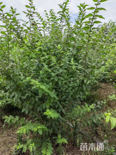 高度220厘米蜡梅