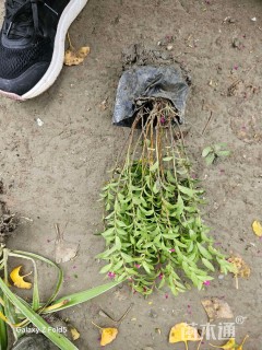 高度20厘米满天星