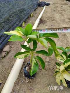 高度31厘米花叶鸭脚木