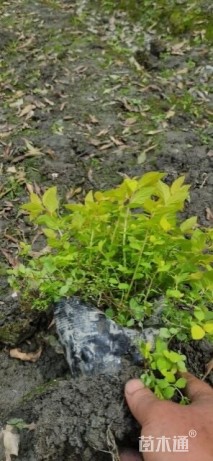 高度20厘米金山绣线菊